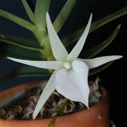 Angraecum didieri