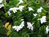 Angraecum distichum