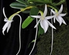 Angraecum equitans