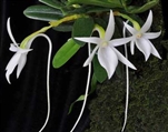 Angraecum equitans