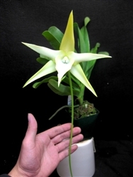 Angraecum sesquipedale v. angustifolium