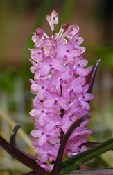 Ascocentrum christensonianum