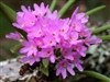 Ascocentrum pumilum