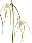 Brassavola cucullata