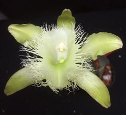 Brassavola digbyana