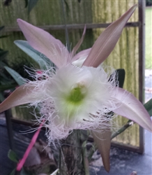 Brassavola digbyana 'Palmer's Pink'