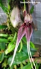 Bulbophyllum biflorum