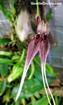 Bulbophyllum biflorum