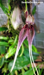 Bulbophyllum biflorum