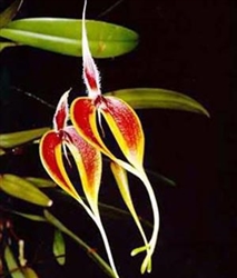 Bulbophyllum masdevalliaceum