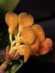 Bulbophyllum spathulatum