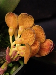 Bulbophyllum spathulatum