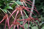 Bulbophyllum wendlandianum