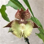 Catasetum Frilly Doris