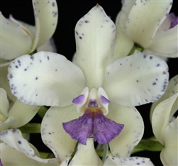 Cattleya amethystoglossa v. coerulea 'Corn Flower Blue' AM/AOS