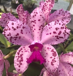 Cattleya amethystoglossa 'Akala Berries' AM/AOS