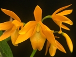 Cattleya aurantiaca