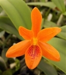 Cattleya aurantiaca 'Marigold'