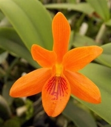 Cattleya aurantiaca 'Marigold'