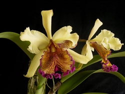 Cattleya aurea