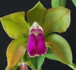 Cattleya bicolor