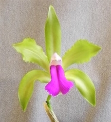 Cattleya bicolor (Green Magic type)