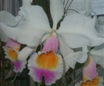 Cattleya eldorado v. semi-alba 'F. Noriko Gold Voice'