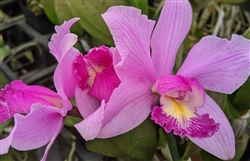 Cattleya harrisoniana v. violacea