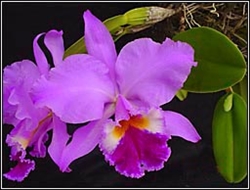 Cattleya jenmanii