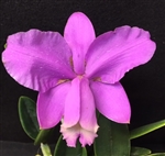 Cattleya loddigesii