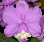 Cattleya loddigesii 'Aranda' AM/AOS