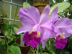 Cattleya lueddemanniana