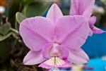 Cattleya nobilior â€˜Fatal Attractionâ€™