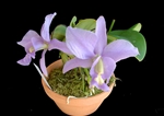 Cattleya nobilior var. coerulea