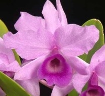 Cattleya patinii