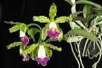 Cattleya schilleriana v. semi-alba 'Queen Emeraldas' AM/AOS