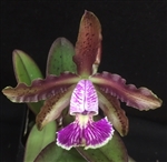 Cattleya schilleriana