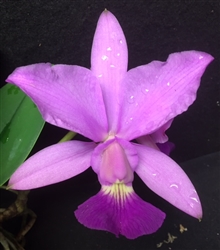 Cattleya walkeriana 4N semi alba x 'Estrela da Colina' HCC/AOS x 'Divina'