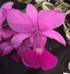 Cattleya walkeriana v. Tipo