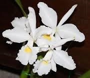 Cattleya warscewiczii v. alba