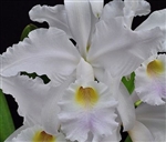 Cattleya warscewiczii v. coerulea