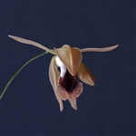 Coelogyne xyrekes