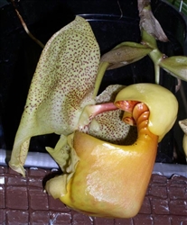 Coryanthes fieldingii