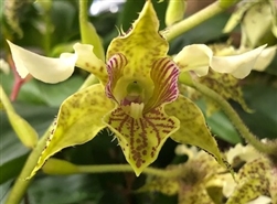 Dendrobium Kaila Quintal x polysema