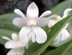 Dendrobium aberrans