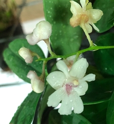 Dendrobium aberrans x (aberrans x woodsii)
