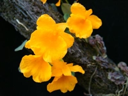 Dendrobium aggregatum