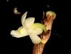 Dendrobium aloifolium