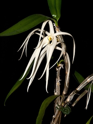 Dendrobium amboinense