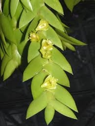 Dendrobium anceps